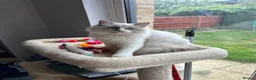 Ragdoll cats for sale:  TICA Quality Beautiful ragdoll kittens 😻🌟 - Advert 5