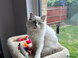 Ragdoll cats TICA Quality Beautiful ragdoll kittens 😻🌟 - Advert 3