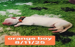 White Swiss Shepherd dogs for sale: KC Reg long-coat White Swiss Sheperd pups for sale - Image 14