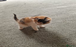 Mixed Breed cats for sale: Stunning kittens  - Image 4