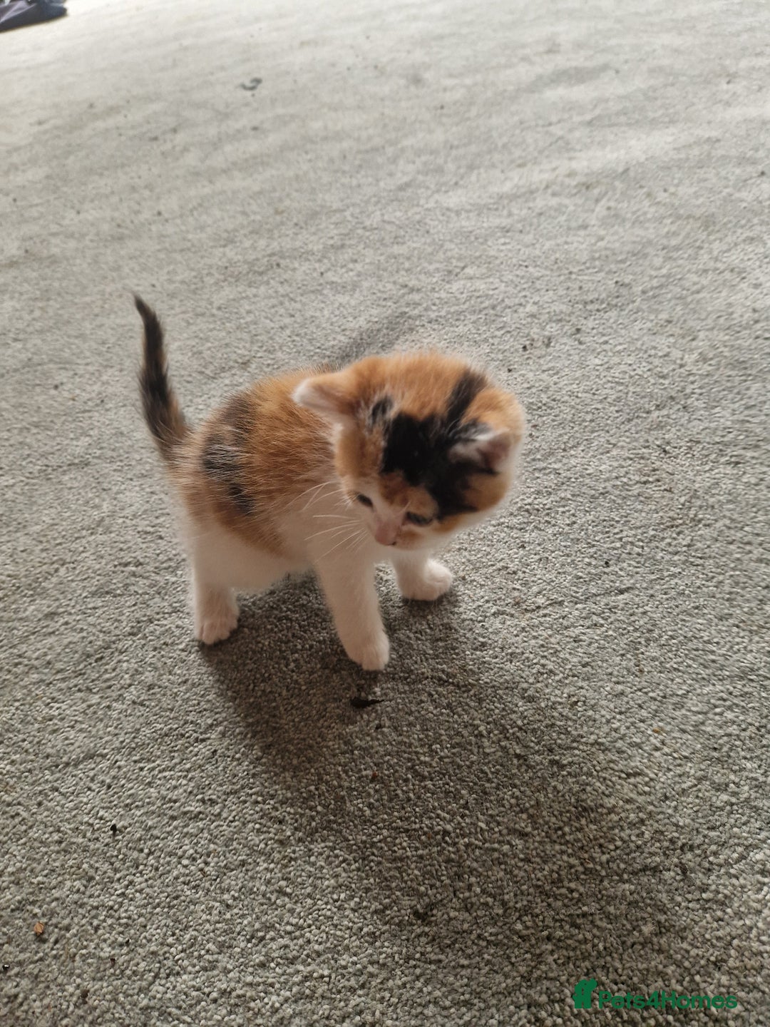 Mixed Breed cats for sale: Stunning kittens  - Image 4