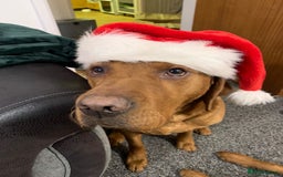 Labrador Retriever dogs for stud: Dark Fox Red Labrador For Stud in Leeds - Image 15