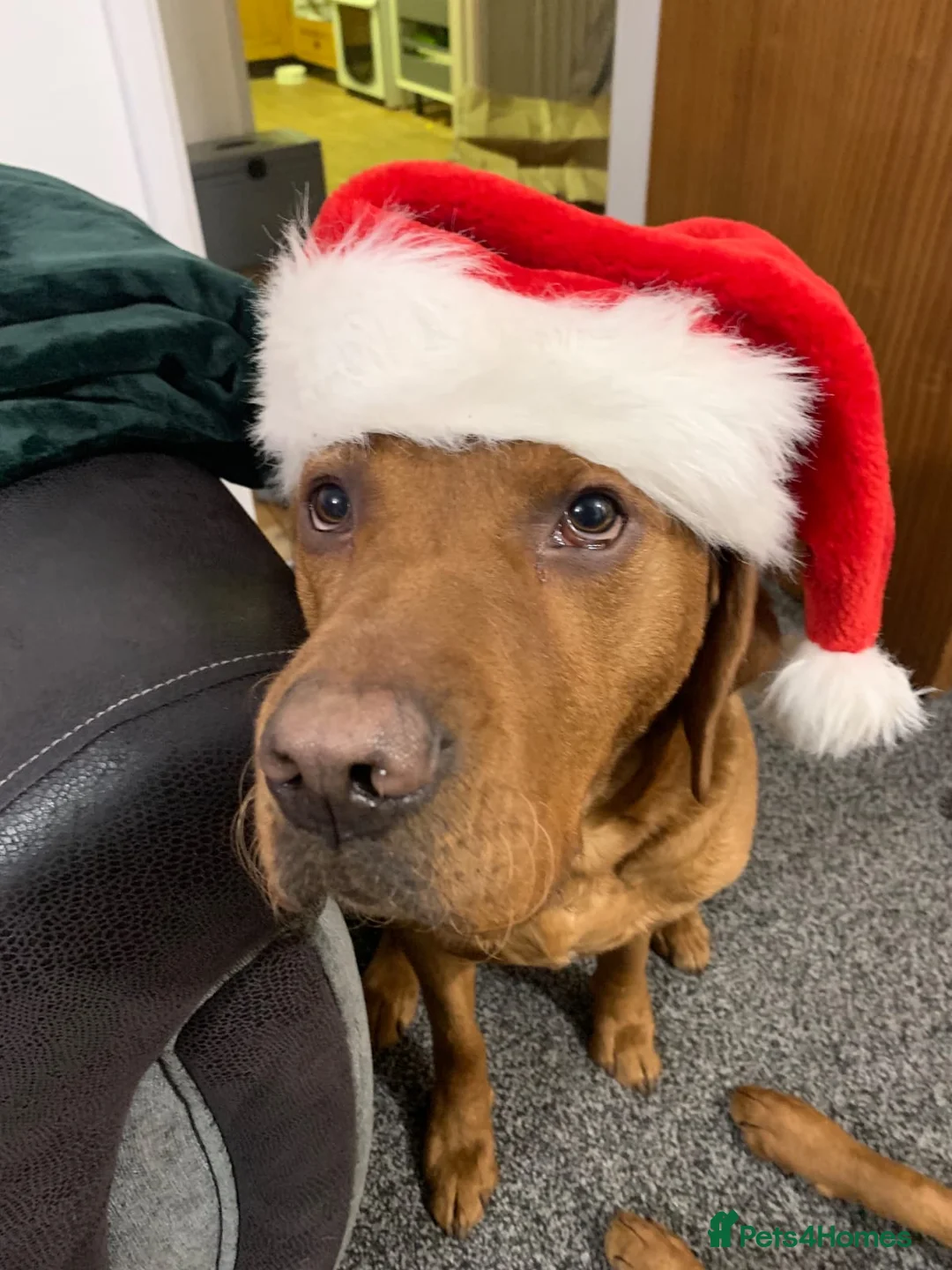 Labrador Retriever dogs for stud: Dark Fox Red Labrador For Stud in Leeds - Advert 15