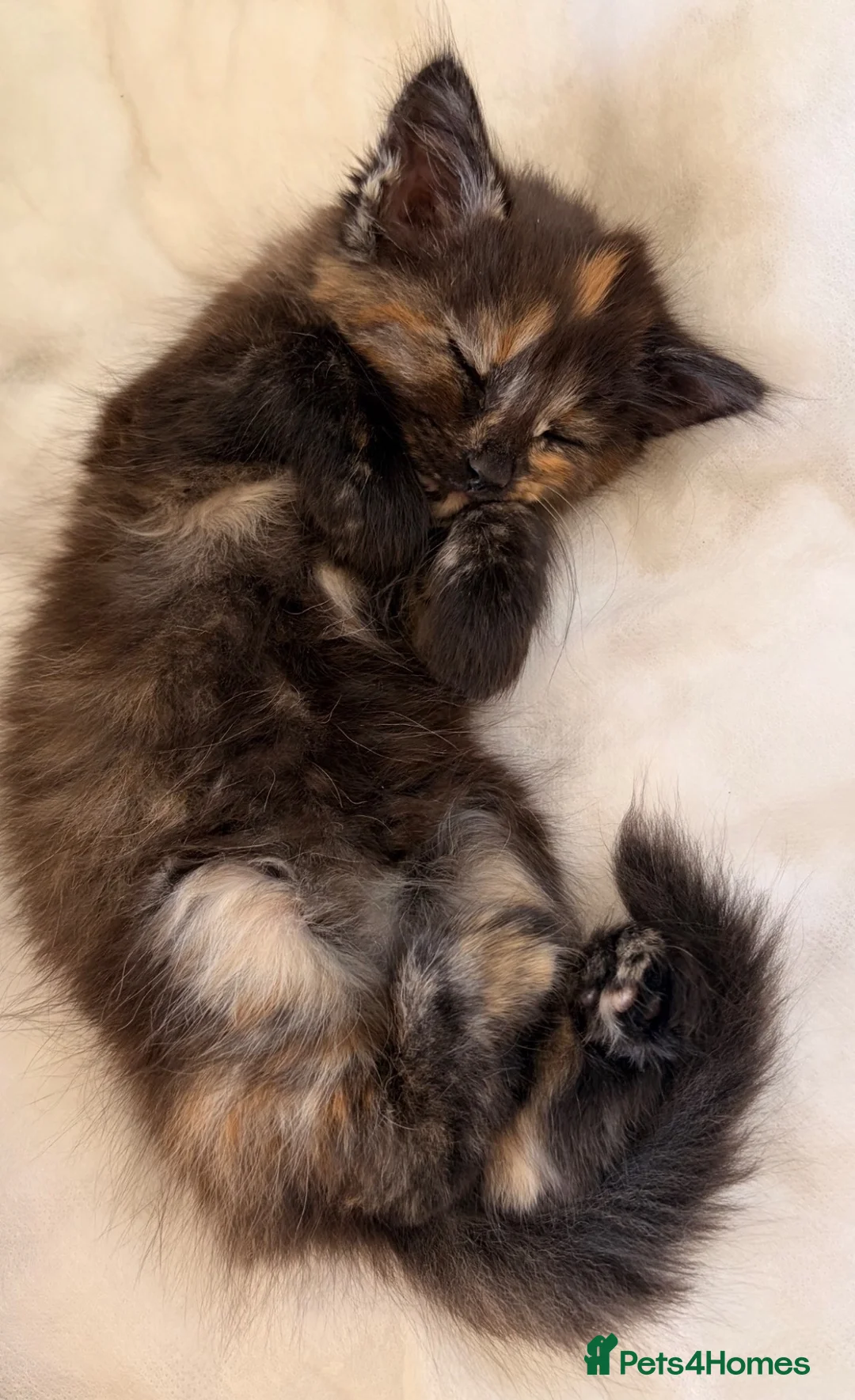 Mixed Breed cats for sale: Kitten please read full description 🩷 - Advert 8