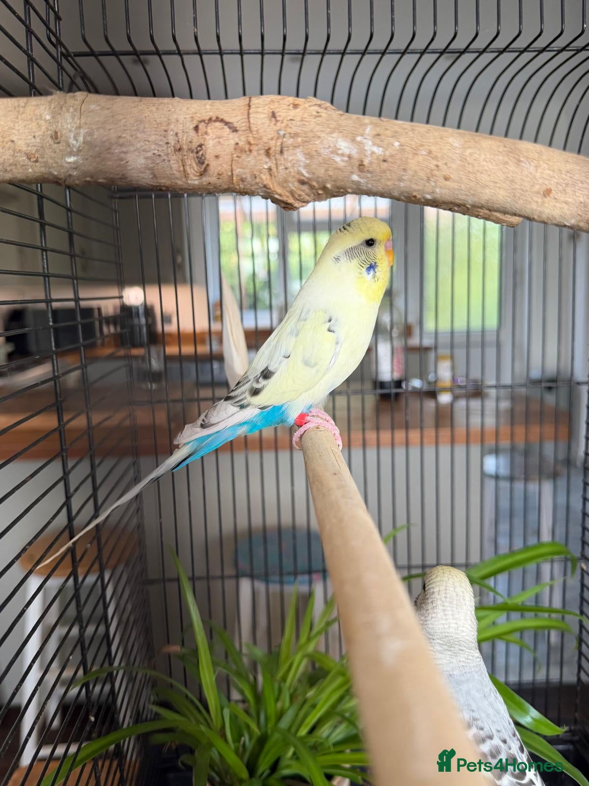 Budgerigars birds Young Budgies - Advert 6
