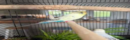 Budgerigars birds for sale: Young Budgies in Carlisle - Advert 2