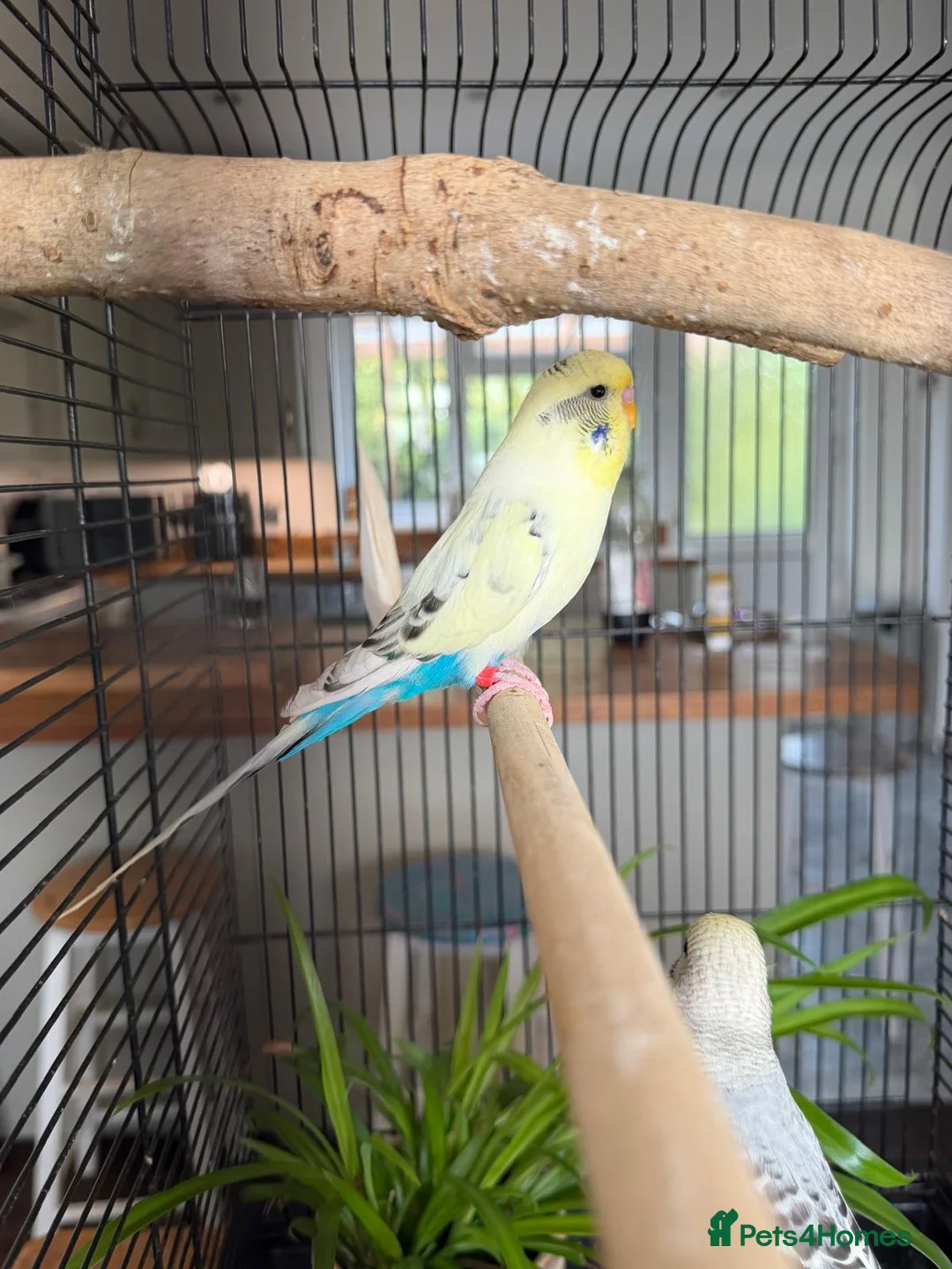 Budgerigars birds for sale: Young Budgies in Carlisle - Advert 2