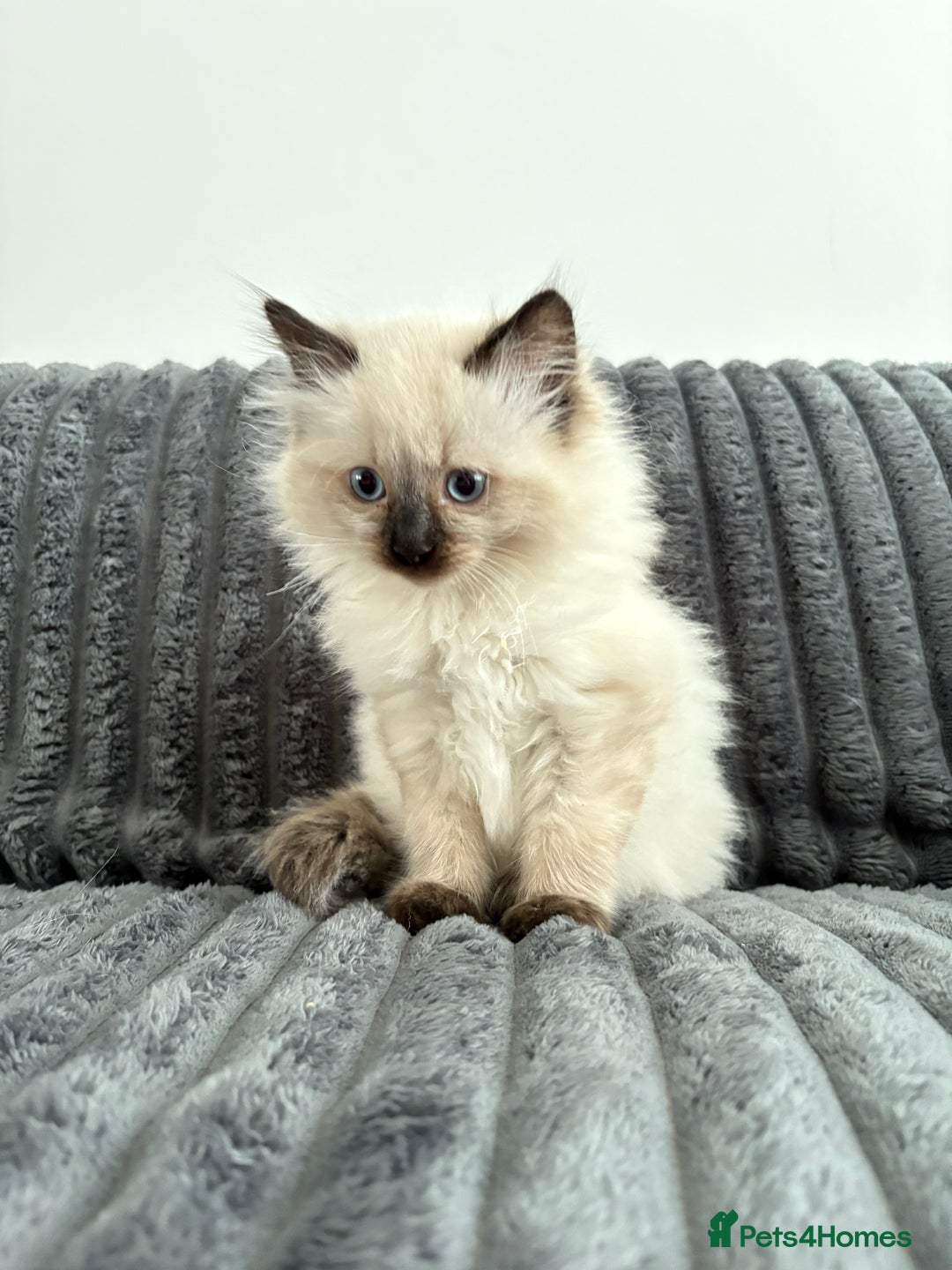 Ragdoll cats for sale: 2 Ragdoll Kittens left 🐾🤍 READY TO LEAVE NOW! - Image 17