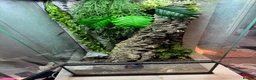 Gecko reptiles for sale: Crested Gecko with huge enclosure £120 in Wickford - Advert 2