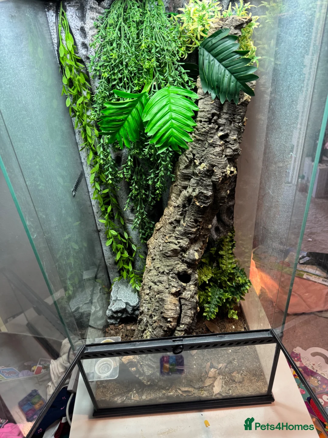 Gecko reptiles for sale: Crested Gecko with huge enclosure £120 in Wickford - Advert 2