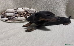 Miniature Dachshund dogs for sale: Miniature dachshunds - Advert 2