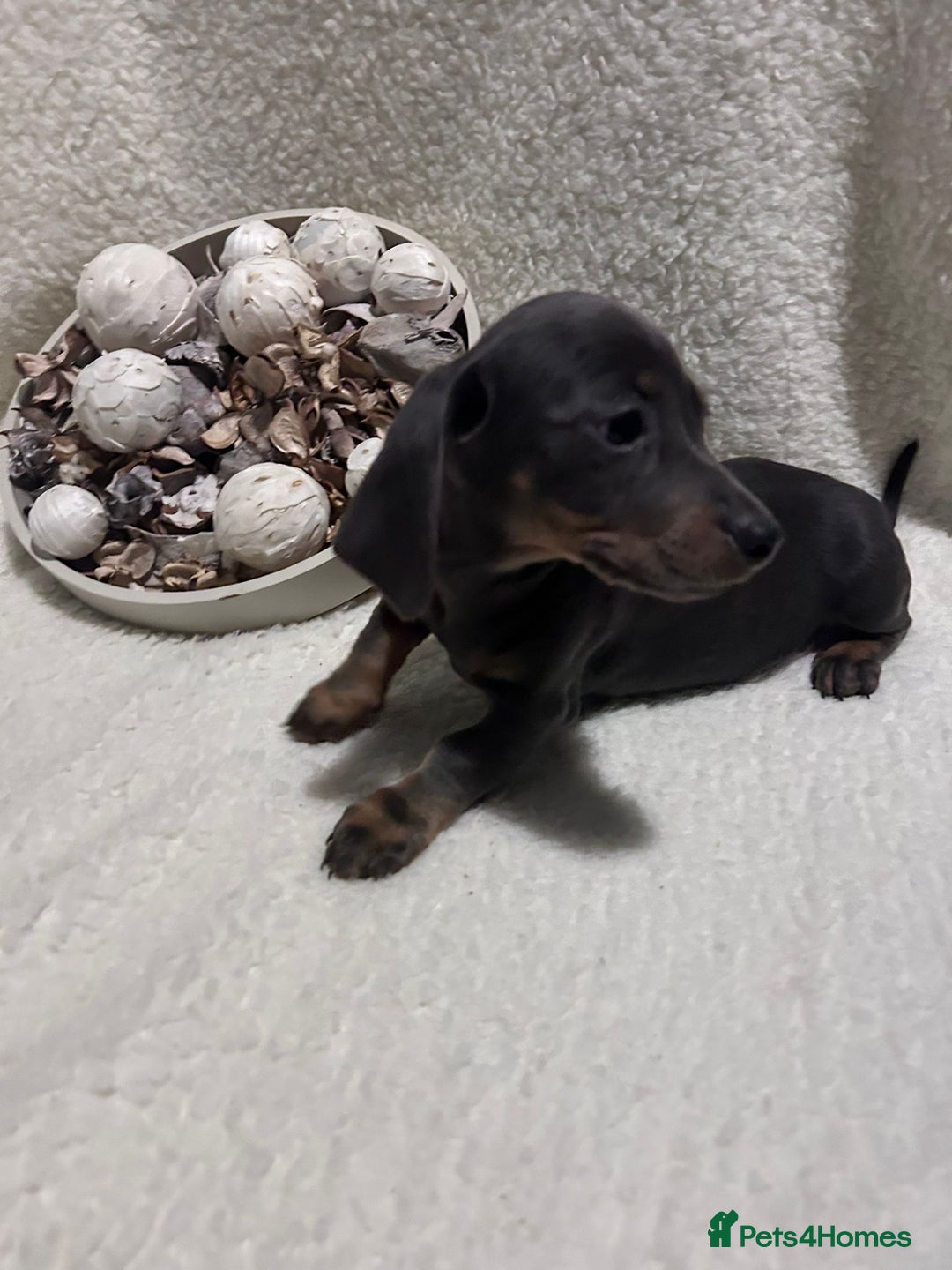 Miniature Dachshund dogs for sale: Miniature dachshunds - Advert 2