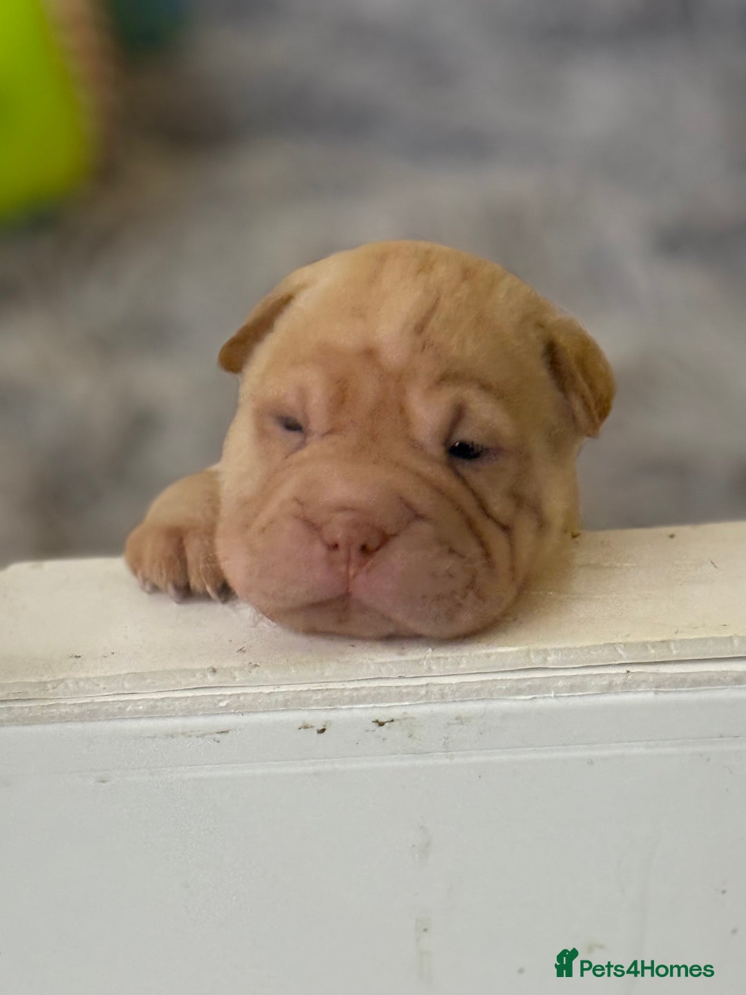 Shar Pei dogs for sale: Bear Coat Shar Pei’s - Advert 9