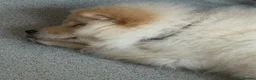 Chow Chow dogs for sale: Chow chow girl - Advert 2