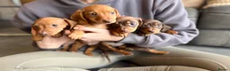 Miniature Dachshund dogs for sale: miniature dashaund pups *ONLY 1 PUP LEFT* - Advert 8