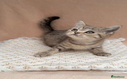 British Shorthair cats for sale: Lovely brown spotted British shorthair kittens - Image 1