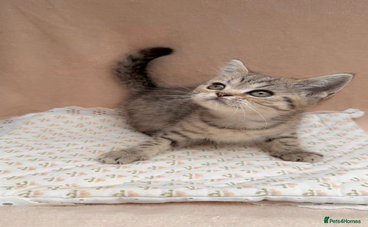 British Shorthair cats - Advert 12