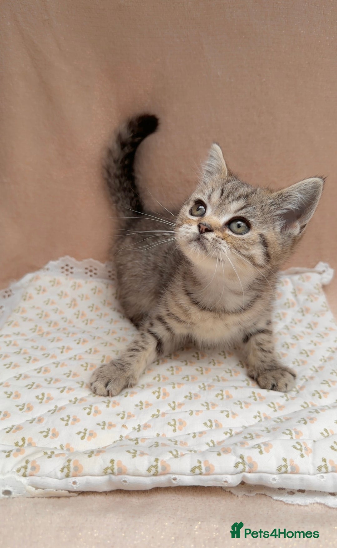 British Shorthair cats for sale: Lovely brown spotted British shorthair kittens - Image 1
