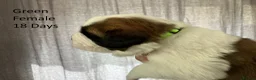 Saint Bernard dogs for sale: Pedigree St Bernard Pups in Blackwood - Advert 11