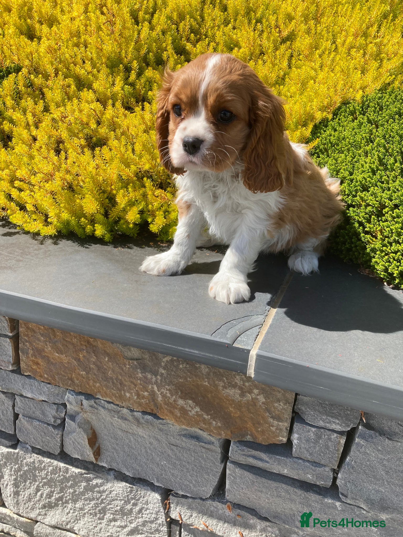 Cavalier King Charles Spaniel dogs Super KC blenheim pups from health tested parents - Advert 2
