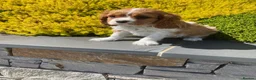 Cavalier King Charles Spaniel dogs for sale: Super KC blenheim pups from health tested parents - Advert 7