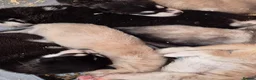 Alaskan Malamute dogs for sale: KC malamute puppies rare colours,exceptional lines - Advert 7