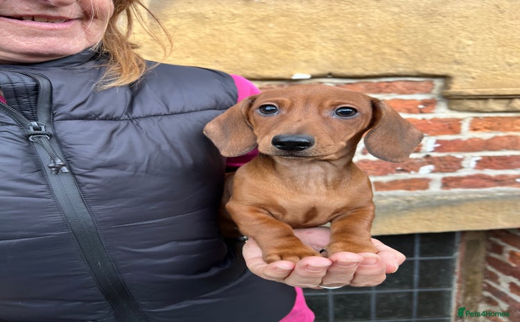 Miniature Dachshund dogs - Advert 8