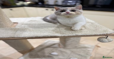 British Shorthair cats Full Pedigree Registered BSH from Trusted Breeder - Advert 15