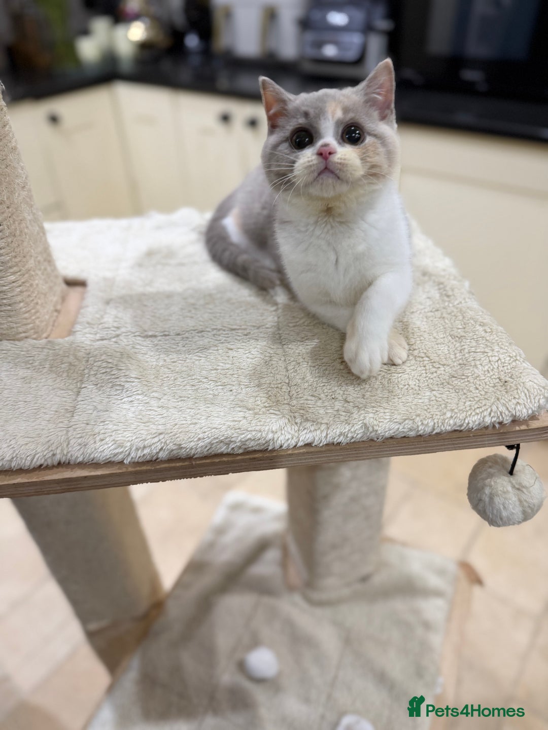 British Shorthair cats for sale: 😽Full Pedigree Registered BSH🌷Trusted Breeder - Advert 19