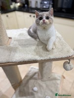 British Shorthair cats Full Pedigree Registered BSH from Trusted Breeder - Advert 6