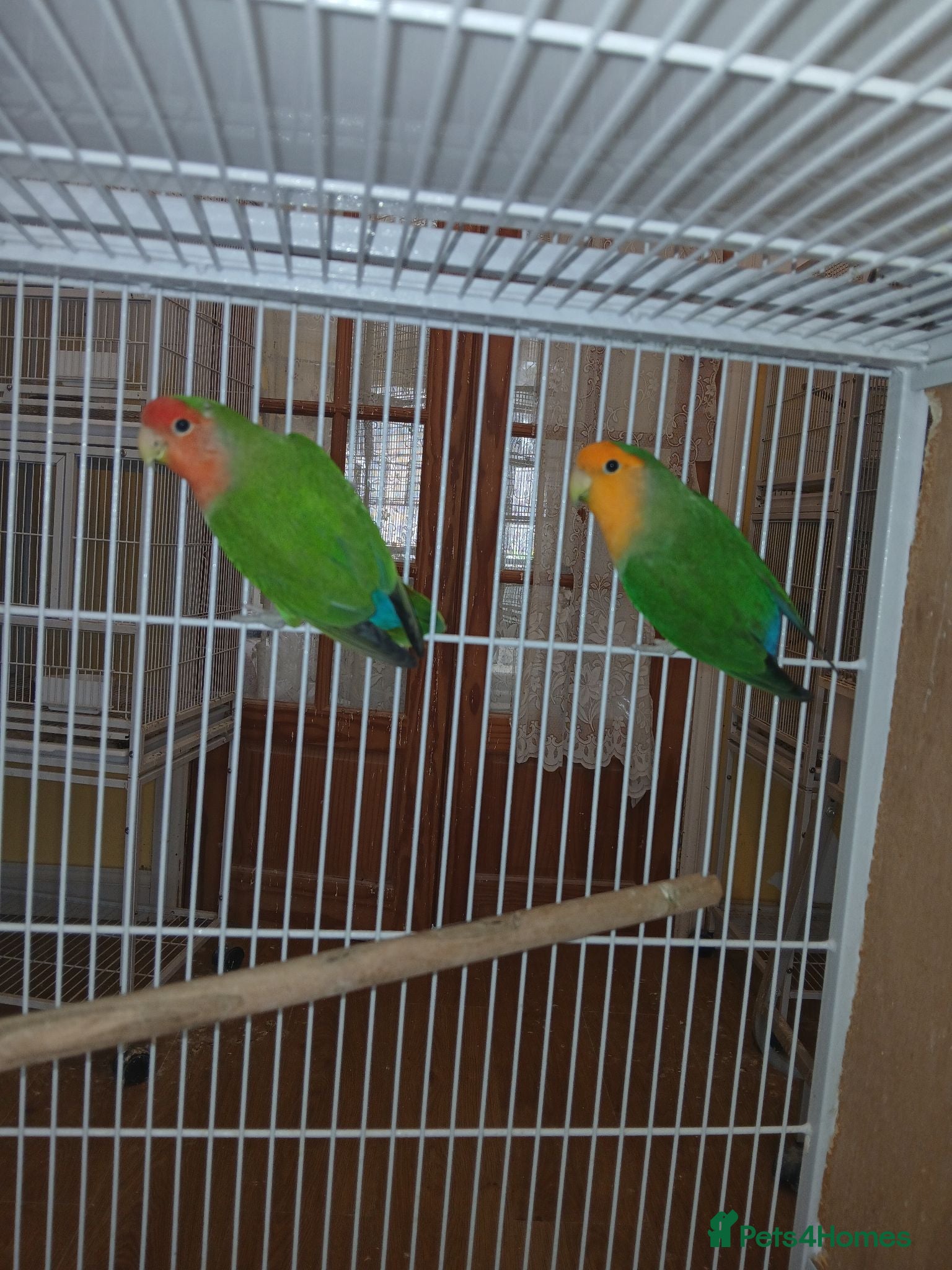 Lovebirds birds Lovebird pair £50 for pair - Advert 11