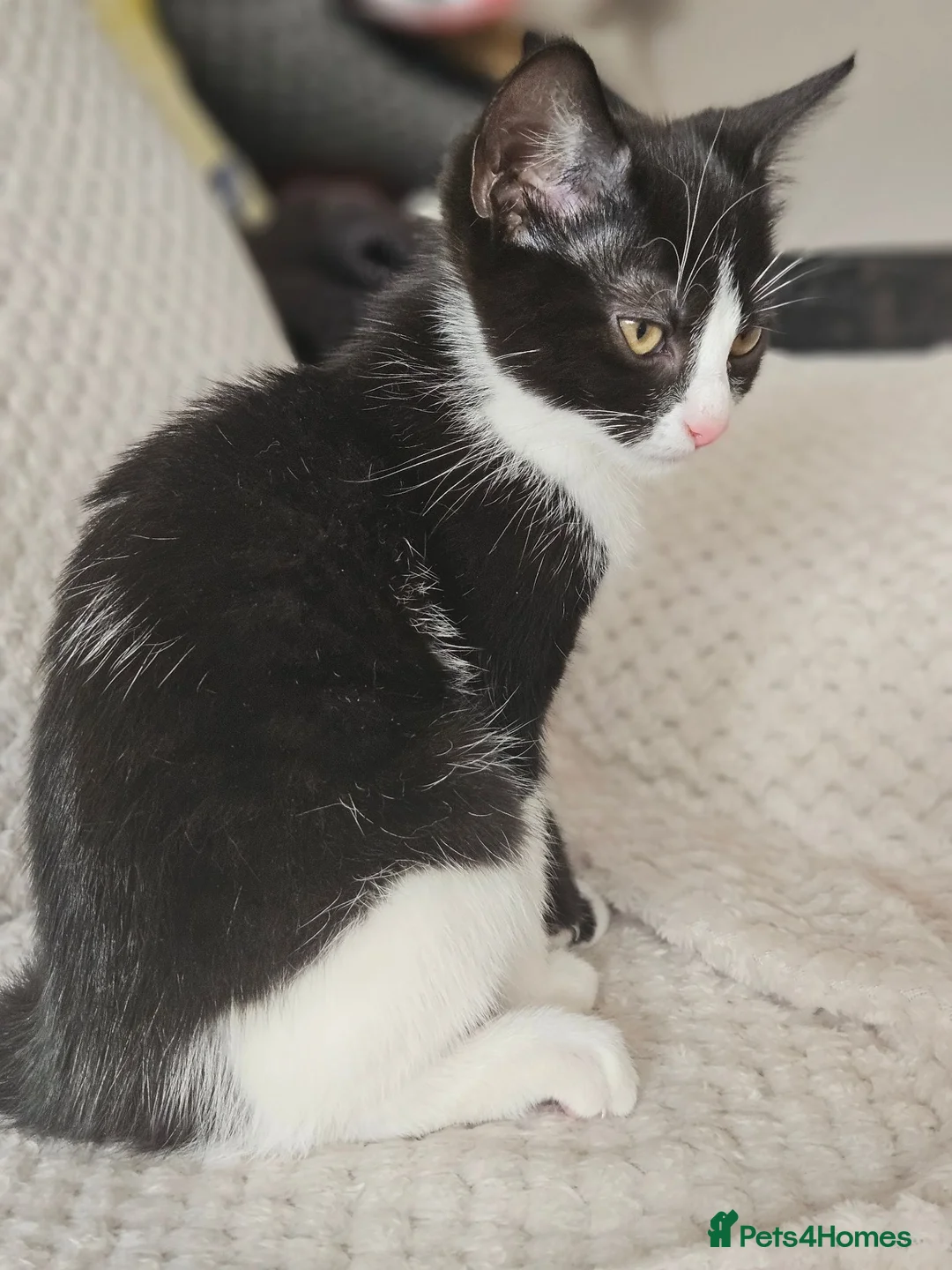 Mixed Breed cats for sale: Dainty little black & white female kitten - Advert 7