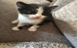 Mixed Breed cats for sale: 3 kittens  - Image 5