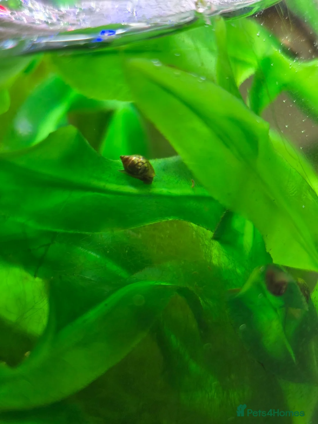 Snails invertebrates for sale: ​Active Bladder Snail Cleanup Crew  - Advert 2