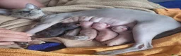 Sphynx cats for sale: SPHYNX FEMALE KITTEN  - Advert 3