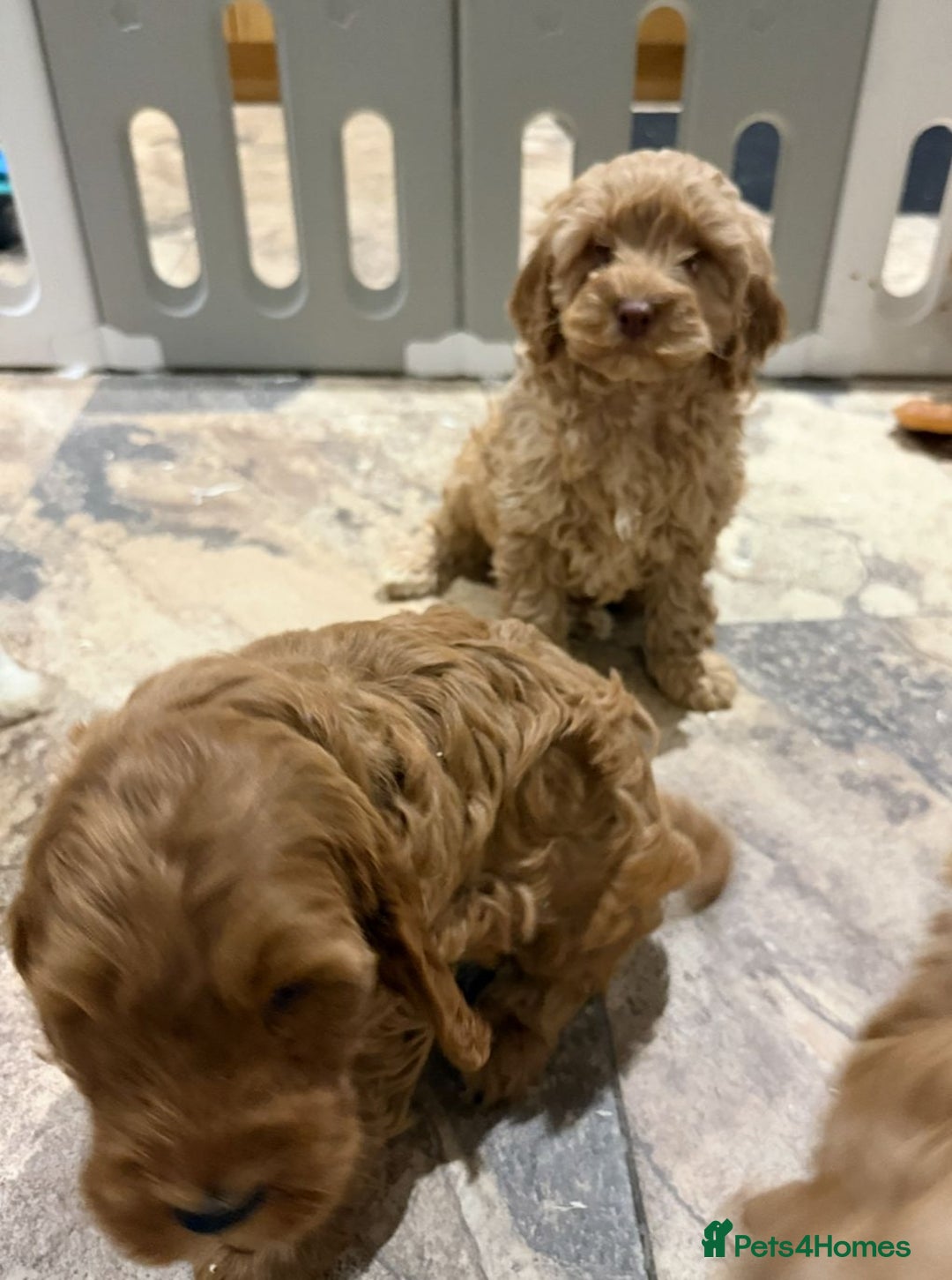 Cockapoo dogs for sale: Quality Cockapoo Puppies - Advert 2