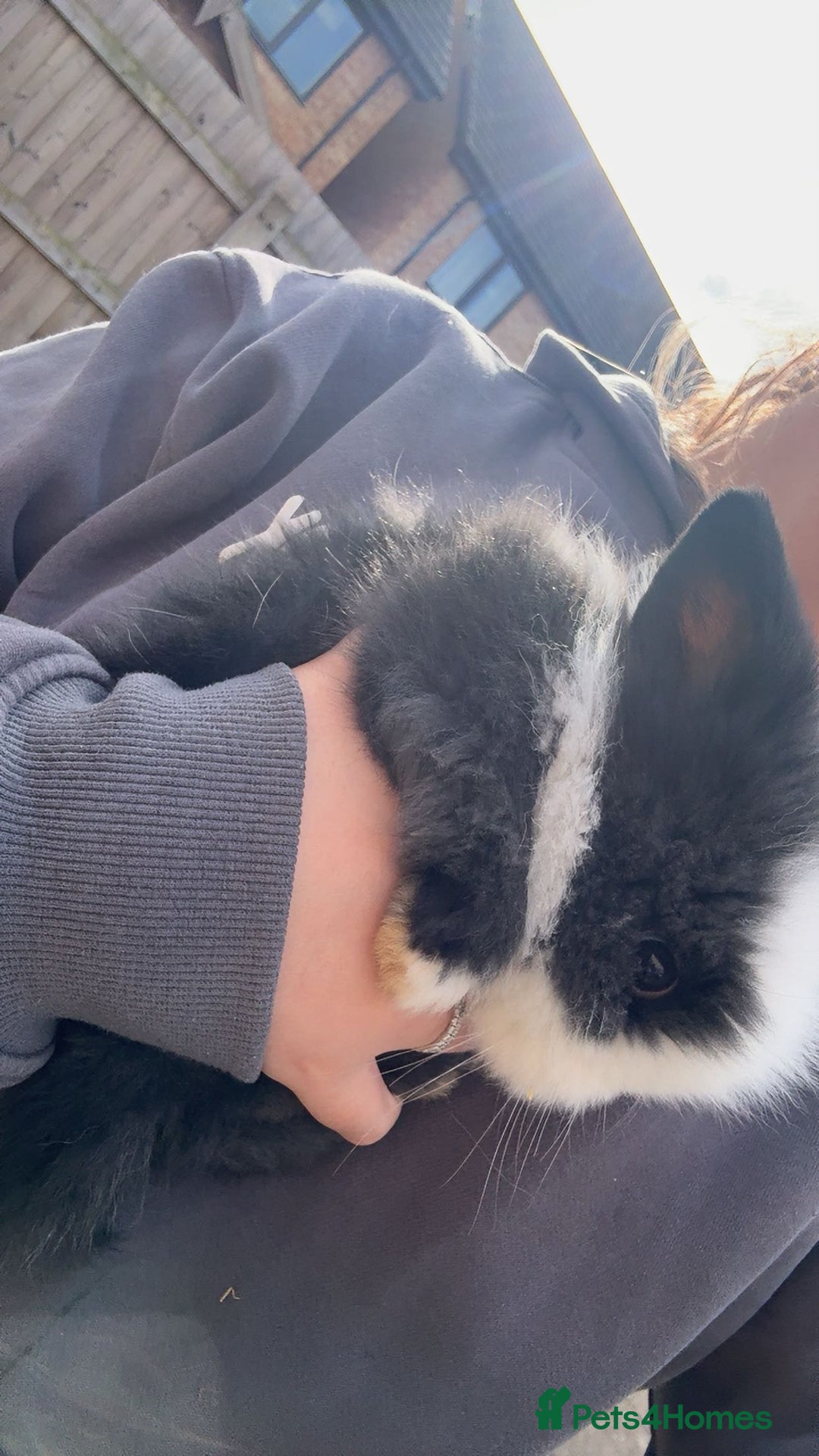 Mini Lion Lop rabbits for sale: Two mini lion lops - Image 4