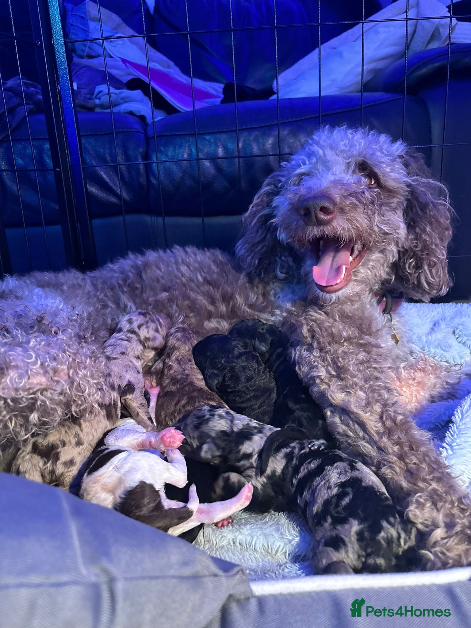 Mixed Breed dogs Merle Goldendoodle x Irish doodle - Advert 3