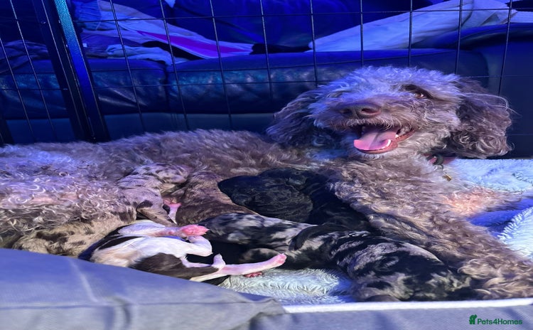 Mixed Breed dogs Merle Goldendoodle x Irish doodle - Advert 3