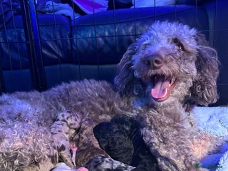 Mixed Breed dogs Merle Goldendoodle x Irish doodle - Advert 1