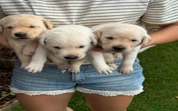 Labrador Retriever dogs for sale: Stunning KC Reg Yellow Labrador Puppies - Image 17