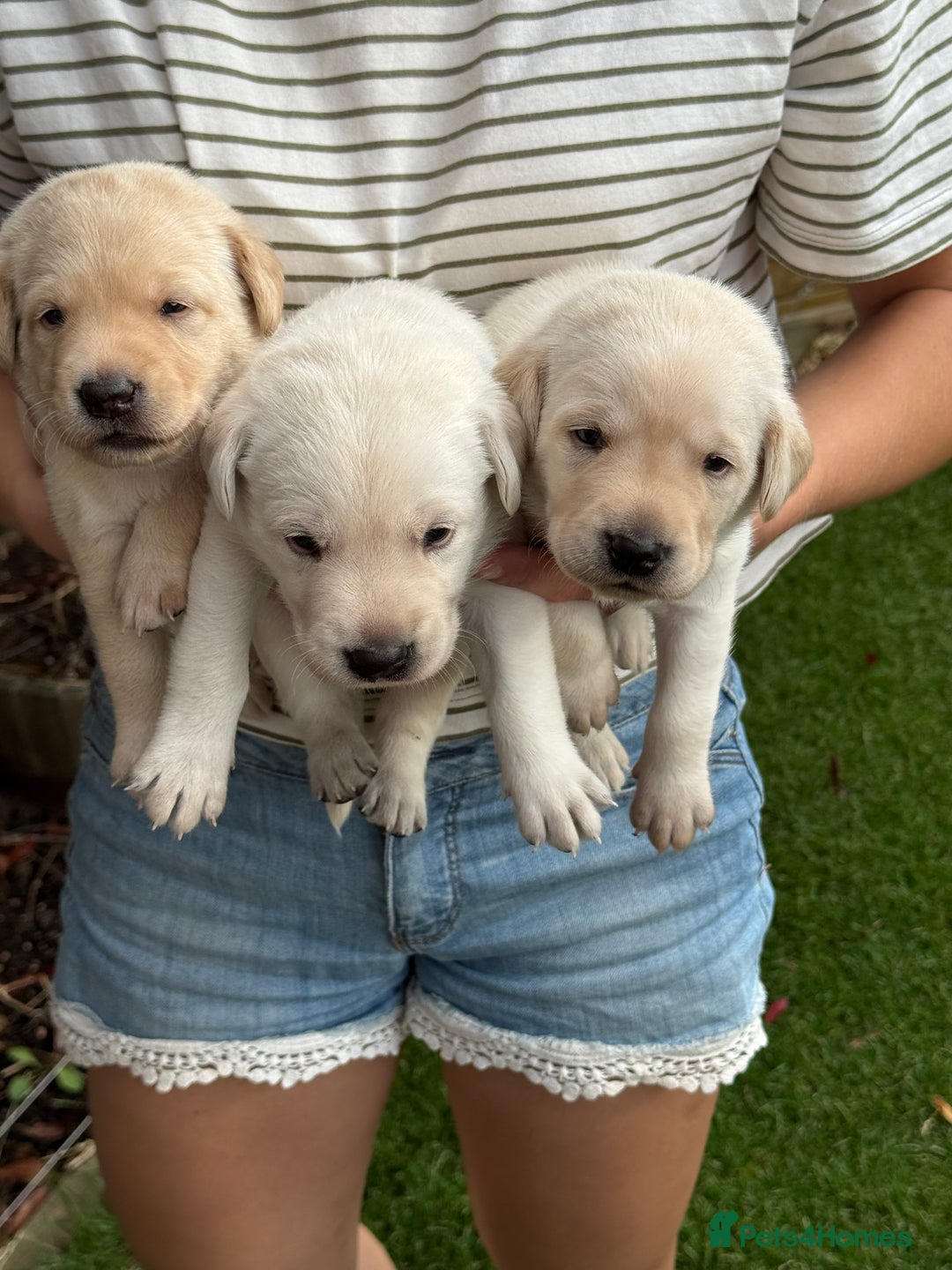 Labrador Retriever dogs for sale: Stunning KC Reg Yellow Labrador Puppies - Image 17