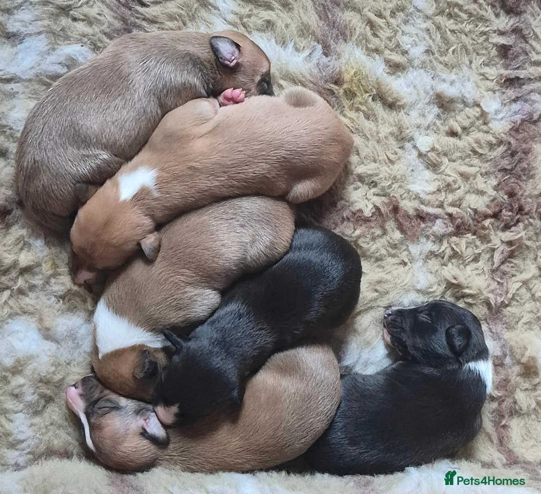 Whippet dogs for sale: KC Reg whippets  - Advert 4