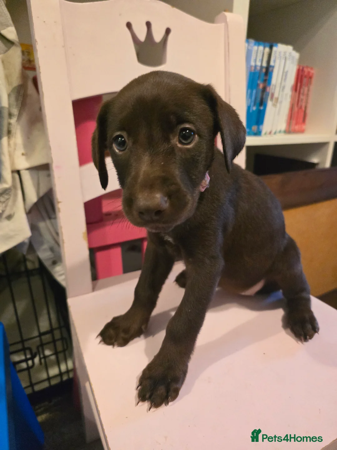 Mixed Breed dogs for sale: Doberman x Collie pups! - Advert 16