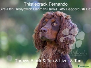 Cocker Spaniel dogs in Lymington - Advert 38