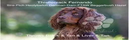 Cocker Spaniel dogs for stud: At stud Thistlecrack Fernando in Lymington - Advert 1