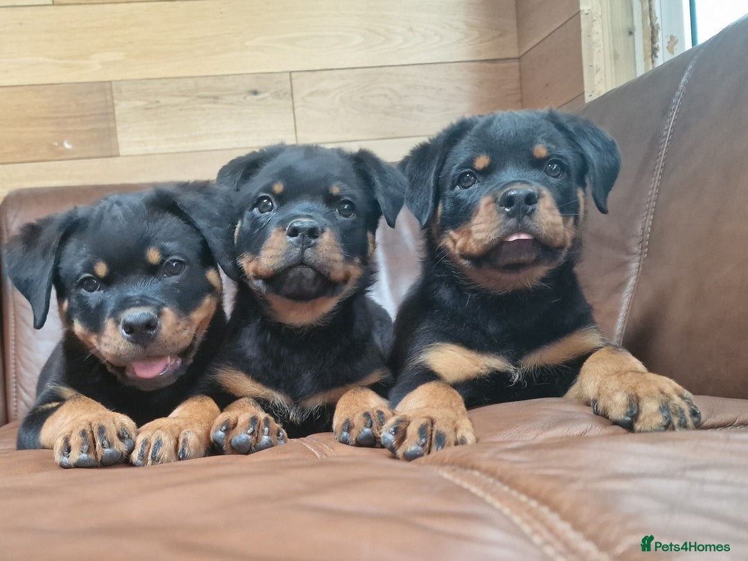 Rottweiler dogs for sale: Puppies available to good home  - Image 5