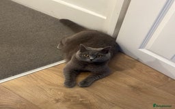 British Shorthair cats for sale: Stunning Brown/Grey Mix British Shorthair Kittens - Advert 1