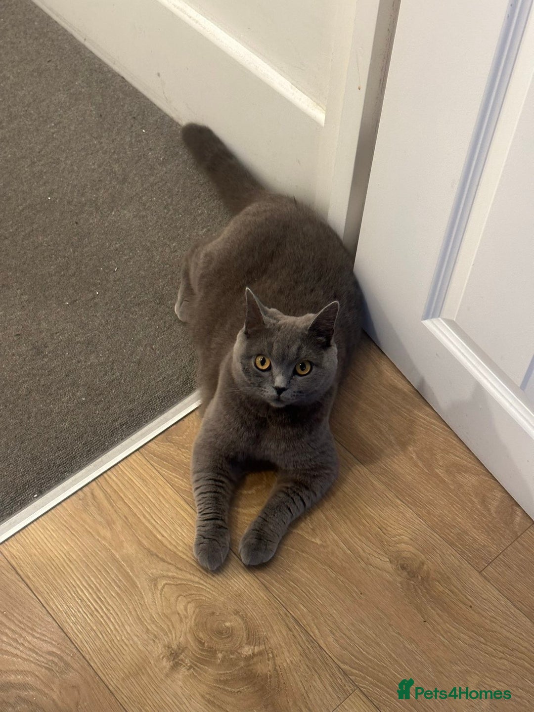 British Shorthair cats for sale: Stunning Brown/Grey Mix British Shorthair Kittens - Advert 1
