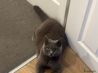 British Shorthair cats for sale: Stunning Brown/Grey Mix British Shorthair Kittens - Advert 1